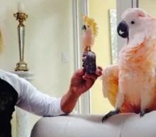 Iggy Pop’s pet bird named patron of Australian wildlife hospital