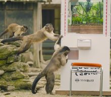 Capuchin monkeys learn to play Japanese arcade claw machines