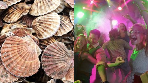 Scientists discover that scallops “love” disco lights
