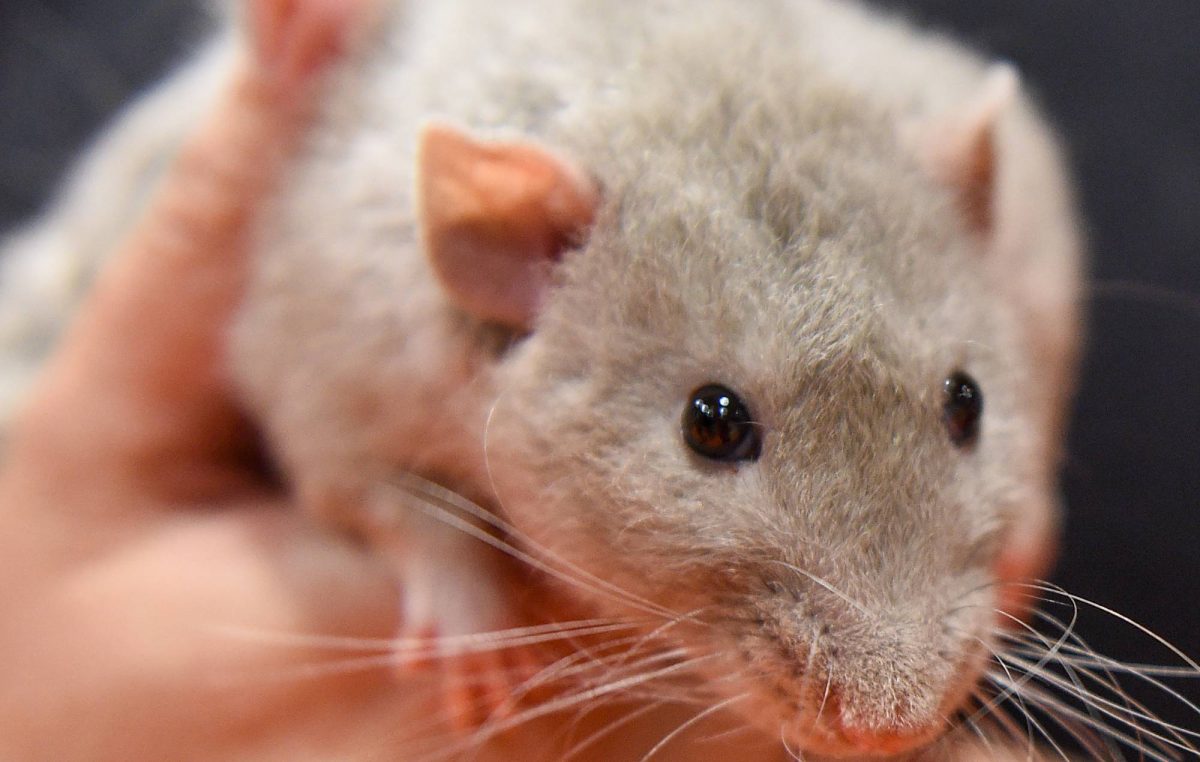 Rats can dance, most at 120-140 BPM, study shows
